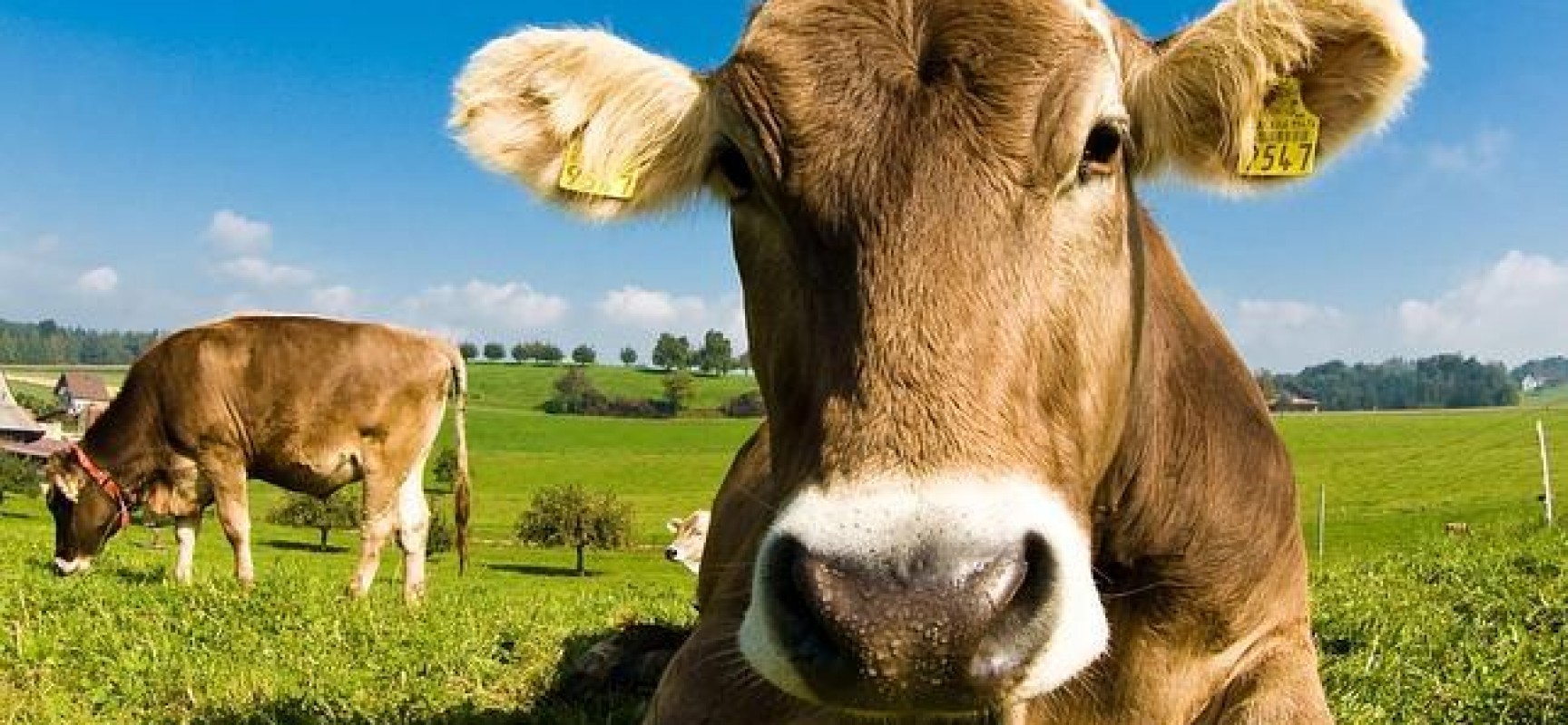 Nestlé la primera compañía de alimentación que suscribe un acuerdo con una ONG que vela por el bienestar de los animales