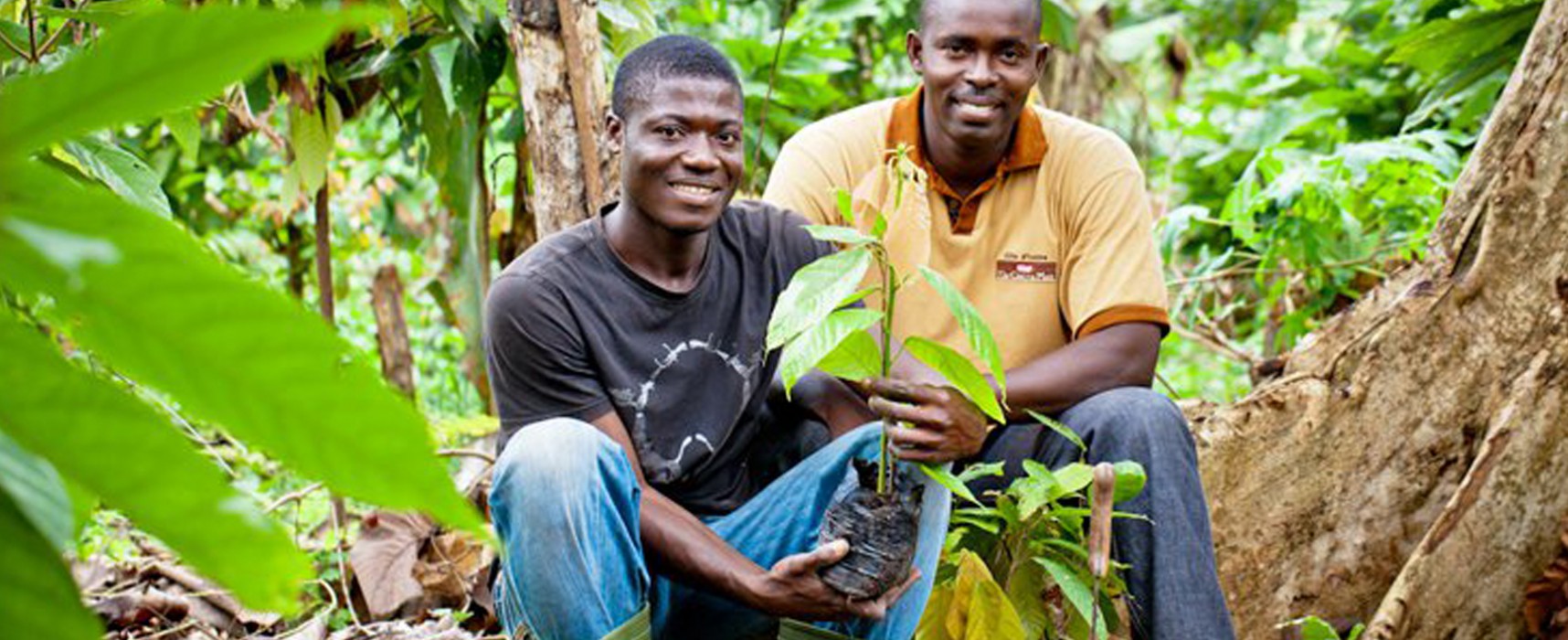 La Penilla produce con cacao procedente de cultivo sostenible