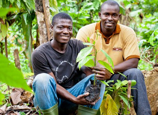La Penilla produce con cacao procedente de cultivo sostenible